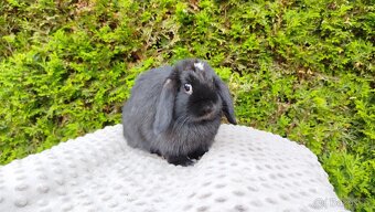 Zakrslý beránek, králíček, králík - ELLA - 4
