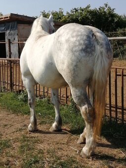 Percheron na predaj - 4
