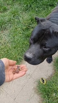 ARGO K ADOPCI - hledá spřízněnou duši - 4