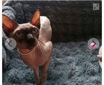 Kanadský sphynx - 4