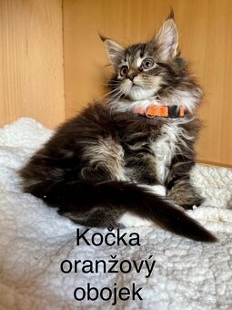 Mainská mývalí koťata - MCO - 4