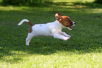 Jack Russel teriér s PP - 4
