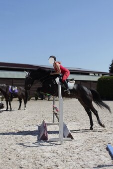 Na prodej: Krásný valach ISH s potenciálem do sportu, 6 let - 4