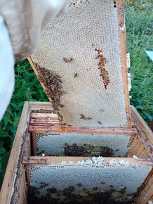 Med z Vysočiny přímo od včelaře - 4