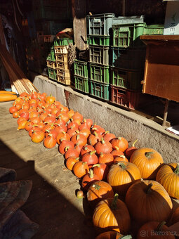 Cibule, brambory, dýně Hokkaido - 4