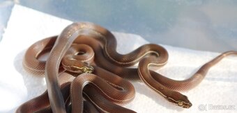Uzovka domaci pruhovaná - Boaedon lineatus - 4
