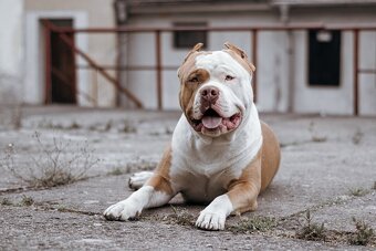 American bully - krytí - 4