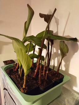 Kana dosna 'Musifolia' největší kultivar - 4