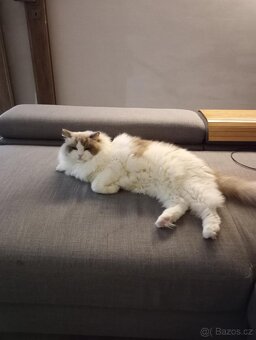 Kocour Ragdoll s PP, 3letý, zdravý, čistotný, mazlivý, kastr - 4