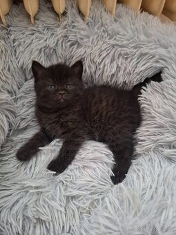 Britska modra whiskas - 4