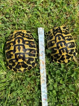 Testudo Hermanni Hermanni - 4