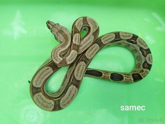 Hroznýš Královský (boa constrictor) - 4