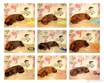 Rhodéský Ridgeback - štěňátka s PP - 4