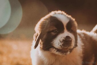 Moskovský strážny pes – šteniatka s PP (Abakter) - 4