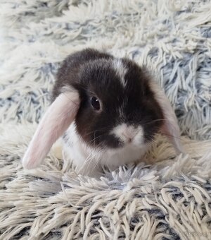 Minilop - anglický zakrslý beránek s VP - 4