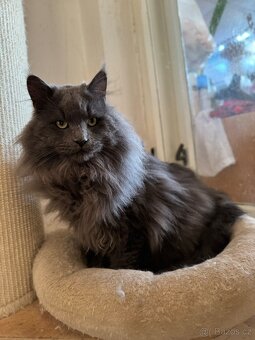 Mainská mývalí - 4