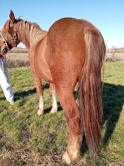 Slezsky Norik kobyla - 4