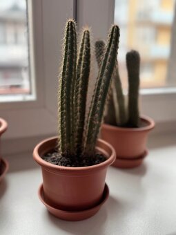 Sada tří kaktusů - 4