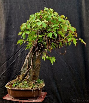 Bonsaj, Bonsaj - Prisavnik ..Top - 4