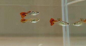 Akvarijní rybičky různé druhy - 4