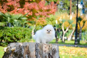 Pomeranian mini - 4