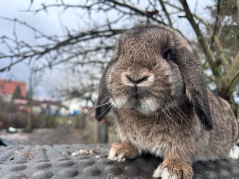 Zakrslý beránek - 4