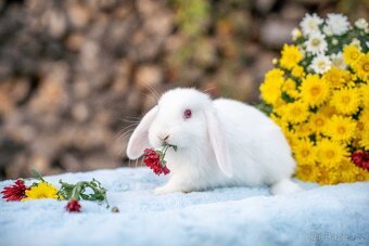 Zakrslý králíčci -  ihned k odběru - 4