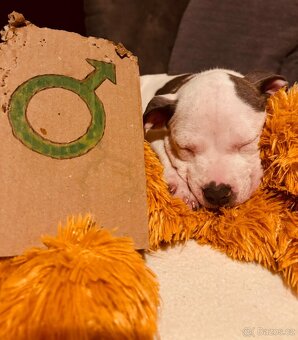 Americký stafordšírský teriér bez pp - 4