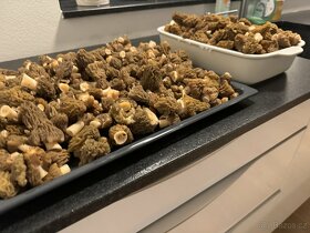 Houby -kačenka česká - 4