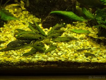 Sewellia lineolata - 4