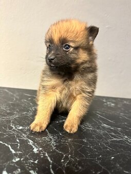 Pomeranian bez pp - 4