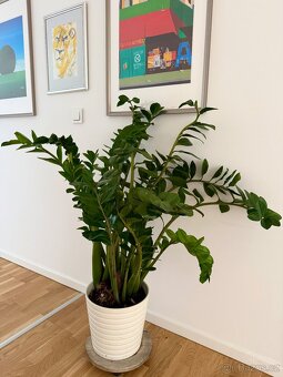 Zamioculcas pokojová rostlina - 4
