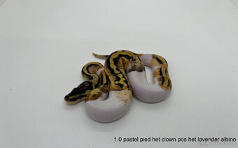 Krajta královská (Python regius) - 4