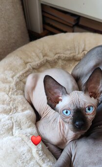Sphynx - 4