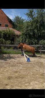 Prodám 7 letou klisnu pony - 4