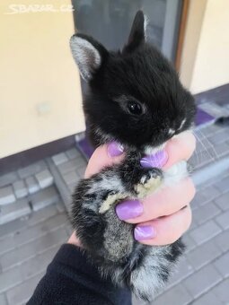 Zakrslý králík bilopesikatý černý - 4