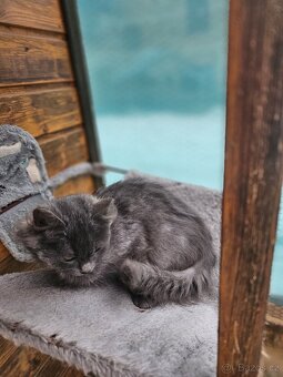 Sibiřská kočka modrá koťátka - 4