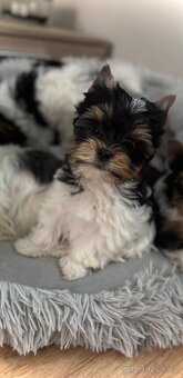 Biewer Yorkshire Terrier s pp - 4