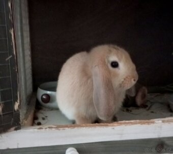 Zakrslý beránek králíček - 4