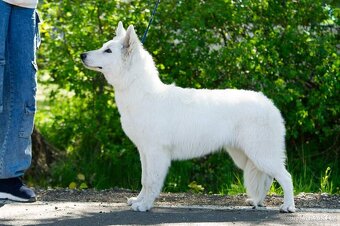 Bílý švýcarský ovčák s PP - 4