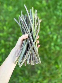 Nastříhané jednoleté větve jabloně - 4