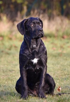 Cane Corso s PP FCI - 4