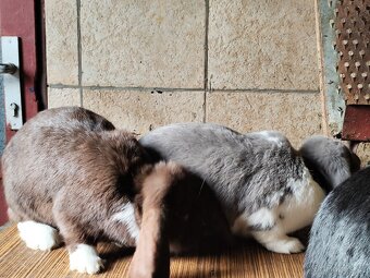 Francouzský beran - 4