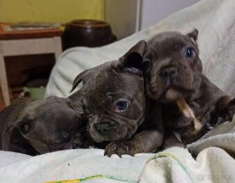 Francouzský buldoček - 4