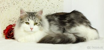 Sibiřská kočka - 4