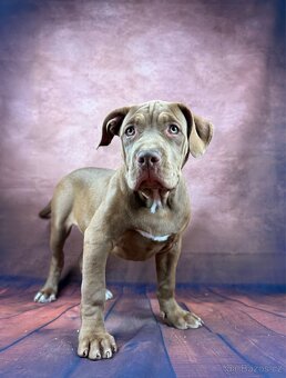 AMERICAN BULLY XL poslední pejsek - 4