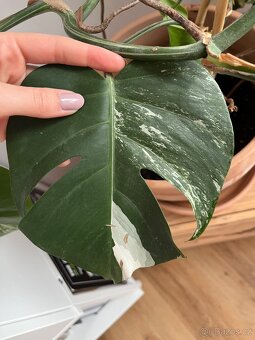 Monstera albo variegata - 4