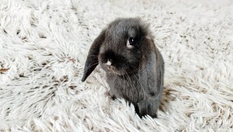Zakrslý beránek, králík, králíček - PEGGY - 4