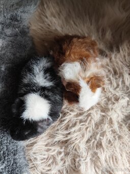 Morče / morčata samičky Texel a US Teddy - 4