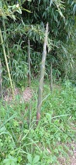 Prodam bambus Phyllostachys atrovaginata - 4